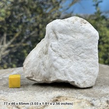 Lower chalk teaching rock (cretaceous) devon, authentic