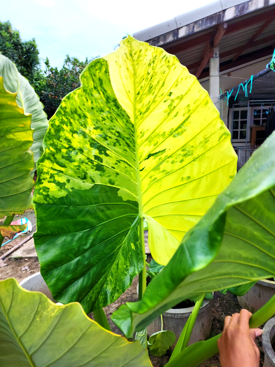 Alocasia Macrorhiza Schott. Aurea Variegated Free Phyto Cert. | eBay