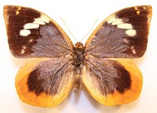 Dynastor napoleon - Männchen