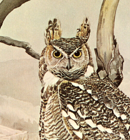 Vintage Horned Owl Illustration Cute Funny Owl Canvas Wall Art