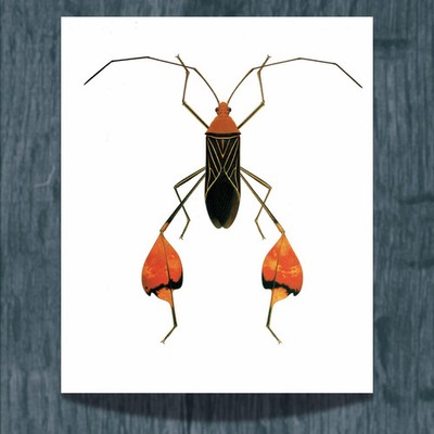 1986 Blattfuß Käfer Anisoscelis Flavolineata Durin Bernard 11 x 13 Zoll