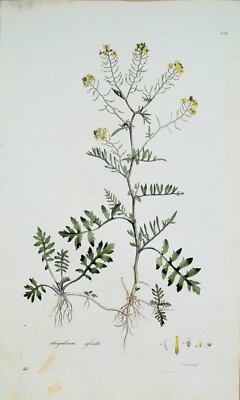 Antiker Botanischer Druck SISYMBRIUM WASSERRAKETE Curtis Flora Londinensis 1777