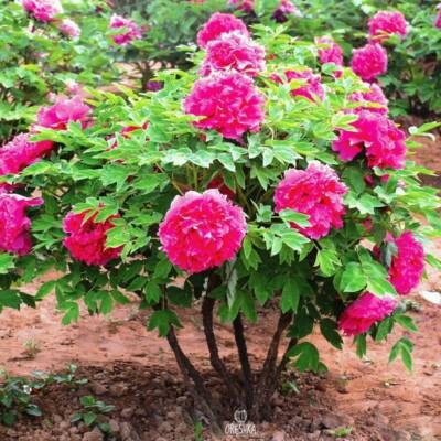 Paeonia suffruticosa Mix Farben 5 Stück frische Samen, Pfingstrosensamen, Blumensamen