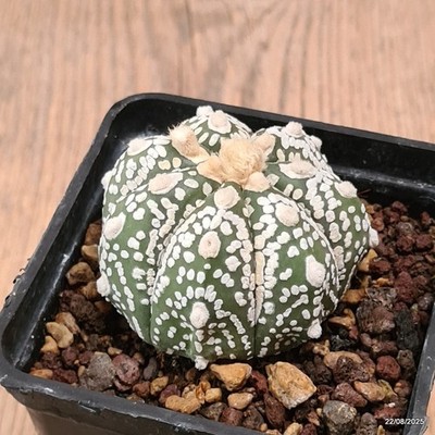 D6144 ASTROPHYTUM SUPERKABUTO pot7-H3,5-W5 cm  MaMa Cactus