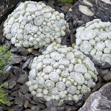 Sempervivum houseleek plant plugs white succulent evergreen hardy, pack of 3