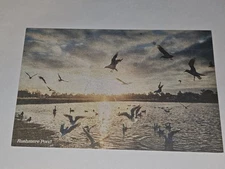 Mumford and Sons RARE Postcard Rushmere Pond Collectible "Honest Mistakes"