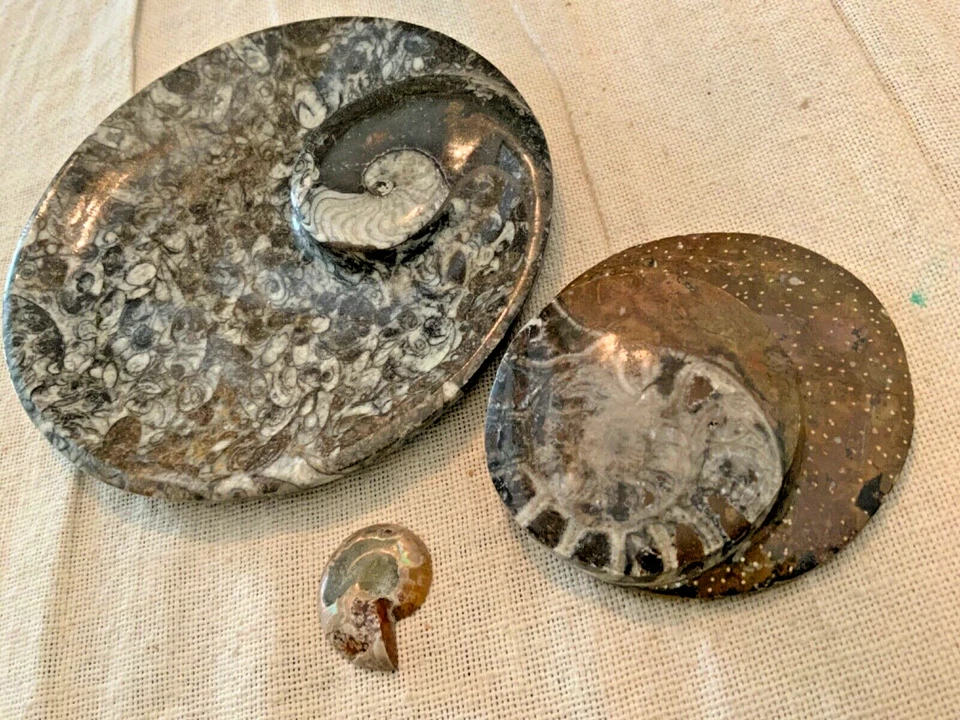 Decoración fósil de amonita coleccionable losa cottagecore piedra preciosa semipreciosa 2748 ct Foto 2 de 4