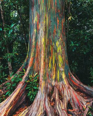 Regenbogen Eukalyptus - 25+ Samen - Semillas - Körner - Samen W 099