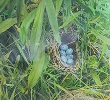 Red-Winged Blackbird's Nest And Eggs, c1920's, Magic Lantern Glass Slide