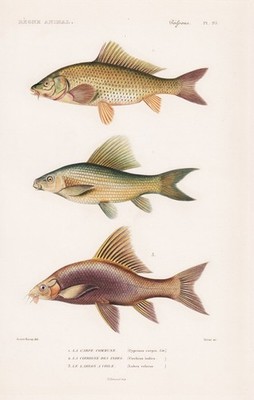 Cyprinus Carpio Karpfen Carp Labeo Fish Engraving Steel Engraving Cuvier 1849