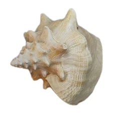 Natural 9" Queen Conch Shell Light Pink Inside 1 Pound Nautical Ocean Decor