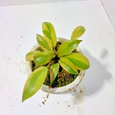 Philodendron Black Cardinal Variegated Small Size Free Phyto