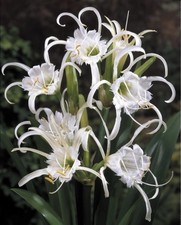 8 x Ismene Festalis Bulbs - Peruvian Daffodil Spider Lily