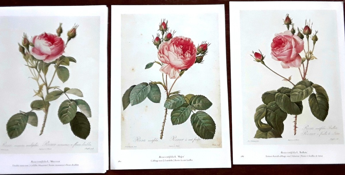 Pierre-Joseph Redout、The Roses48 The Roses: Redoute, Pierre Joseph: 9783822866290: Amazon.com