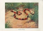1900s CORAL SNAKE Antique Lithograph Print A.Brehm