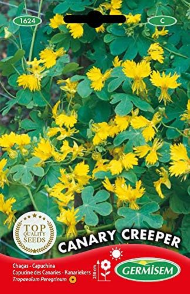 Canary Creeper Semi di Nasturzio 2 g