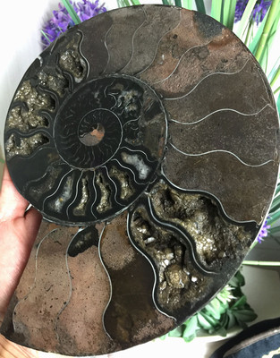 834g Rare Black Half of Split Ammonite Fossil Specimen Shell Healing Madagascar