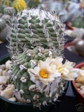 Turbinicarpus sp klinkerianus exotic miniature mexican rare cactus seed 20 SEEDS