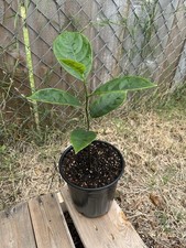 Jackfruit 1 Live Tree 18-24"