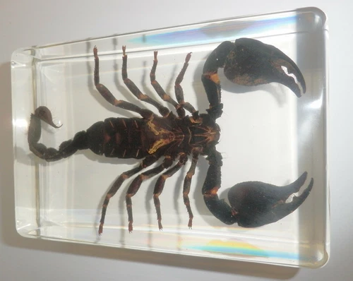 4.7" Black Scorpion Asian Forest Scorpion Clear Block Education Insect Specimen - Picture 10 of 10