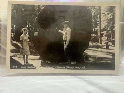1948 Sequoia National Park RPPC Tree Cross-Section Small Giant California P-18 3