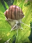 10 Live Brown Mystery Snails 1/2”-1” Freshwater Aquarium + Free Hornwort Plant — photo 1