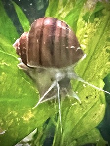 10 Live Brown Mystery Snails 1/2”-1” Freshwater Aquarium + Free Hornwort Plant