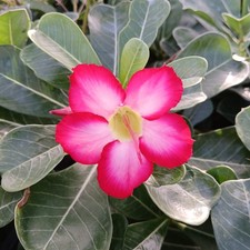 Adenium Obesum Pink - rosa del deserto (Pianta in Vaso) - cm