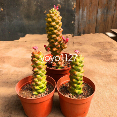 2PCS Euphorbia Monadenium Ritchiei Variegated Cactaceae Succulent Cactus Plant