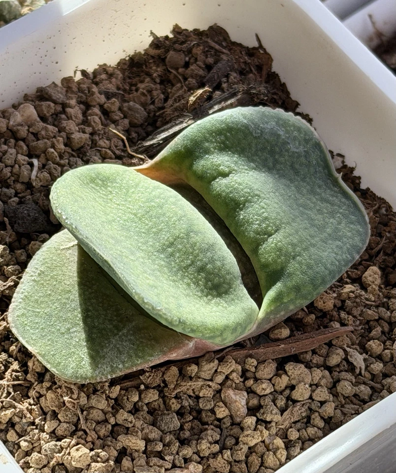 Semilla híbrida Gasteria cultivada, planta viva, suculenta igual que en la foto (2 pulgadas) Foto 2 de 4