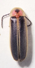 Lightning Bug: Photinus pyralis (Lampyridae) US Coleoptera Insect Specimen