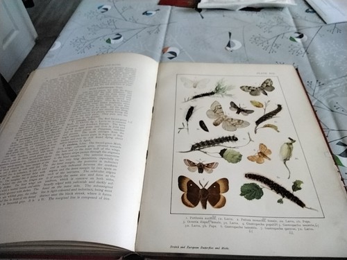 British and European Butterflies and Moths Macrolepidoptera Kappel /Kirby vg - Imagen 3 de 4