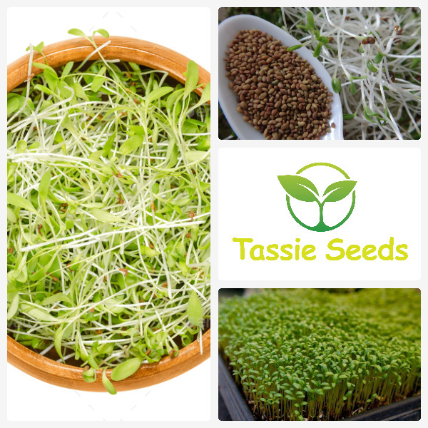 Alfalfa Seeds vs Garden Cress: What is the difference?