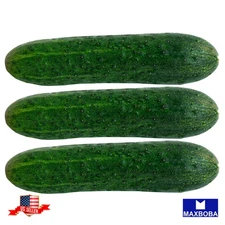 Premium1000 Fresh Seeds Cucumber Marketmore 76 Organic Non-GMO Heirloom