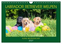 Calendar 2027 · US Version · Labrador Retriever Puppies - Little World Explorers