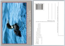 Common Loon Wildlife Postcard Maine Gavia Immer Bird Nature Photography