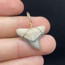 Bull Shark Tooth Fossil Pendant Bone Valley Florida