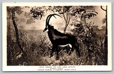 Postcard Giant Sable Antelope Angola Africa Carnegie Museum PA Real Photo RPPC