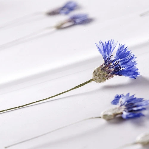 Dried Pressed Flowers Natural Epoxy Resin Candle Nail Art Scrapbooking Craft AU - Picture 187 of 210