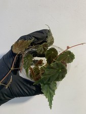 Begonia segregata Rare Terrarium Plant Neotropical Climbing Miniature