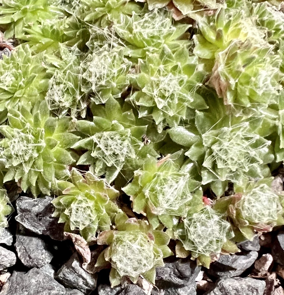 SALE on 10 Baby Sempervivum 10 varieties of Healthy Hens & Chicks +/- 1 in size - Image 3 of 4