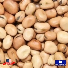 12 Fava - Organic Bean Fresh Seeds Non-GMO Heirloom Vegetable