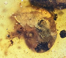 Scarce Gastropoda Land Snail , in Burmese Amber