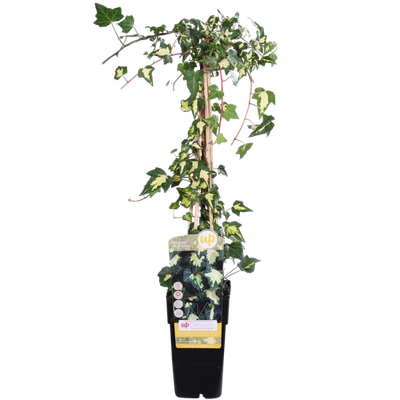 Goldefeu | Gelbbunter Efeu Hedera Helix 'Goldheart' - Ø15cm - ↕65 cm winterhart - Bild 1 von 4