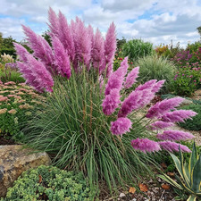 20 Purple Pampas Beautiful rare seeds for grass garden or yard colorful flowers