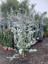 Eucalyptus Silver Dollar 18L Potted Approx 2.5m Tall Fast Growing Evergreen Tree