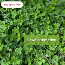 (2 Packs) Micro Clover Seeds Cover Crop Seeds / Fresh Flower 14,000–20,000 Seeds