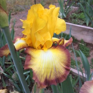 Tall Bearded Iris Rhizome "CLOTHED IN GLORY"  Frederick Kerr  2004  AWARD!