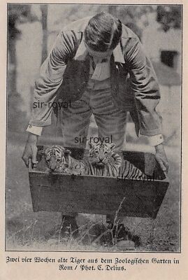 Tiger Babies at Rome Zoo Italy - 1926 - Historical Picture ~9x13cm -