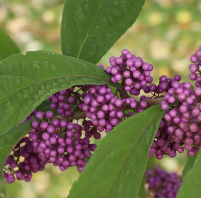 2 PACK -  Bubble Up Beautyberry - 4'' pot - Callicarpa - Proven Winners